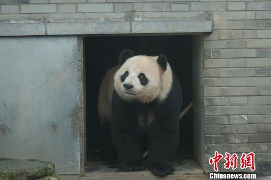 Giant panda "Olympic Games" and "Rhyme" Shennongjia's "New Home" (Photo)