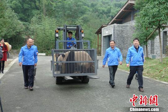 Giant panda "Olympic Games" and "Rhyme" Shennongjia's "New Home" (Photo)
